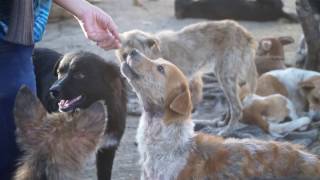 REPORTAJE CORTV: REFUGIO PARA PERROS DE LA TÍA MIGUE