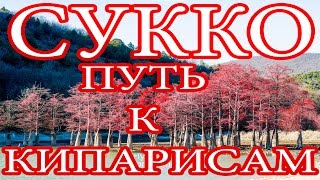 Кипарисовое озеро в Сукко как добраться и прогулка пешком Анапа Витязево
