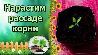 ?БОЛЬШИЕ КОРНИ У ТОМАТА – КРЕПКАЯ РАССАДА И СУПЕР УРОЖАЙ!