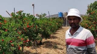 Soil charger tech. 50% खर्चे में आदर्श फ्लावरिंग?दोसाल खर्चा करके परेशांन किसानको मिला जबरदस्त यश?