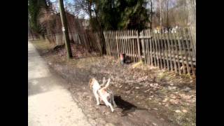 beagle off leash - бигль без поводка