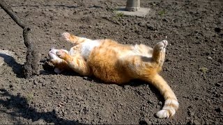 This Cat Knows How to Enjoy Life