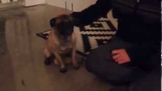 Toggle the Pug : Post pug rush