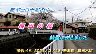 残したい故郷の記録４Ｋ　熱海市和田木町　櫻田の桜２０２１　樹齢８０年以上の吉野桜