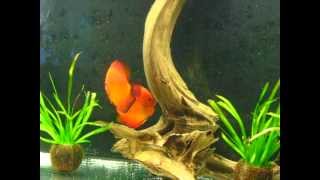 Marlboro Red Discus