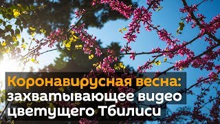 "Коронавирусная весна - захватывающее видео цветущего Тбилиси"