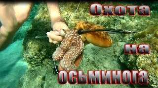 Про осьминога