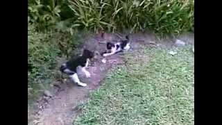 Kitten Fight - Bring Me Back To Life