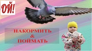 Как правильно ловить голубей