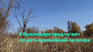 Крупнейший лесопарк предлагают создать в Краснодаре