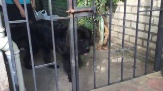 Самый надежный вольер для собак )))) Funny Dogs )))