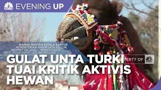 Gulat Unta di Turki Tuai Kritik Aktivis Hewan