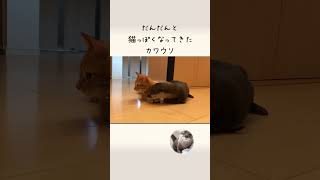 猫っぽくなってきたカワウソ Otter like a cat