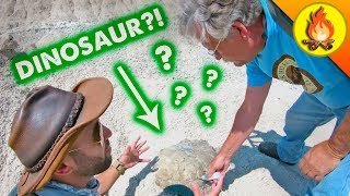 What's Beyond Dinosaurs?