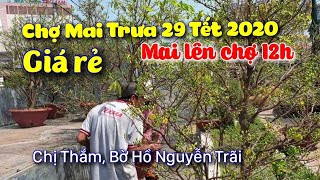 Chợ Mai 29 Tết 2020_Mai Giảo mới lên Chợ trưa Giá Rẻ 1,5tr-3tr/CS Cần Thơ HG