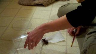 Unpacking my tarantula!