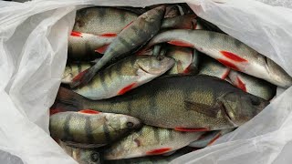 Зимний окунь Ладожского озера, Нижняя Шальдиха, первый лед, perch