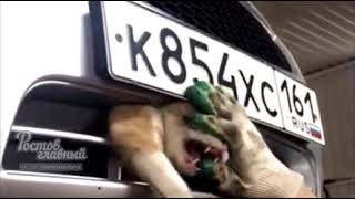 В Ростове спасли кота, застрявшего под капотом автомобиля