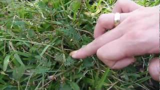 Shy plants (Очень стеснительные растения)