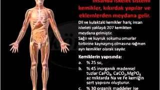 İskelet ve Kas Sistemi 1