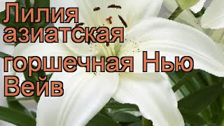 Лилия азиатская горшечная Нью Вейв (lilium) ? Нью Вейв обзор: как сажать, луковицы лилии Нью Вейв