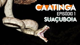 SERPENTE INCRÍVEL NA CAATINGA | Rock in Bio #18