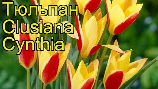 Тюльпан фостера Клузиана Синтия. Краткий обзор, описание характеристик Clusiana Cynthia