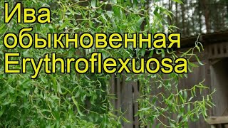 Ива обыкновенная Эритрофлексуоза. Краткий обзор, описание характеристик salix Erythroflexuosa