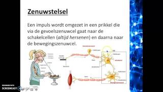 Regeling, waarneming en gedrag - Het zenuwstelsel
