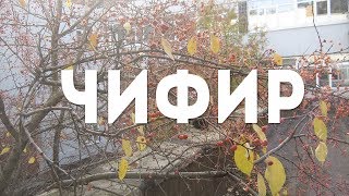 Чифир