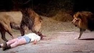 Lion attack human best compilation Ever 2017-Shocking video