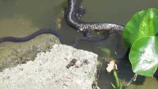 Snake vs Catfish
