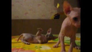 Kitten kangaroo! Bald monkey. Who jumps up / Котенок кенгуру! Лысые обезьянки. Кто выше прыгает
