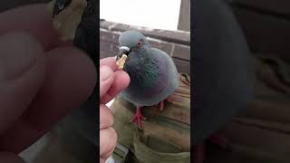 Умный голубь / Smart Pigeon