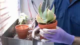 repotting