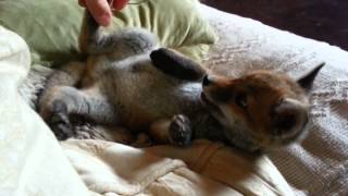 Pet fox cub