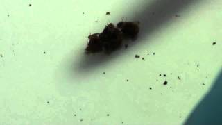 How to Kill Bed Bugs 100% Naturally by Nature-Cide.