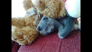 Масик ловит зайчика. Шотландский котенок.