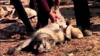Η ΑΛΗΘΕΙΑ ΠΙΣΩ ΑΠΟ ΤΗ ΓΟΥΝΑ, THE TRUTH BEHIND THE FUR