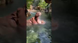 Hippo Hose Time - Cincinnati Zoo #shorts