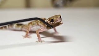 CANON　EOS-1D X Mark II　フルHD動画　アンダーウッディサウルス食事01
