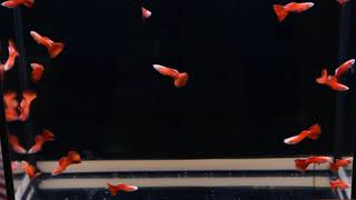 гуппи полностью красные guppy full red