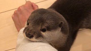 カワウソさくら ホットマットでぬくぬくしてたら侵入してきたカワウソ猫 Warm blanket, otter and cat
