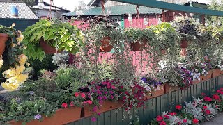 Мой цветущий двор!?Красота своими руками!?? //My garden! Beauty with your hands!