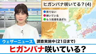 調査実施中（21日まで）/ヒガンバナ咲いている？