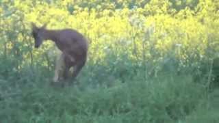 roe buck shot with 6.5x55
