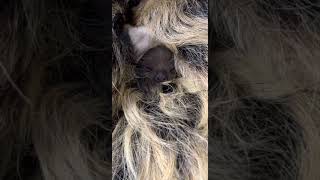 Baby Sloth Yawn is So Cute! - Cincinnati Zoo #shorts