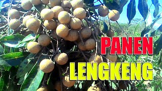 Panen lengkeng wonigiri