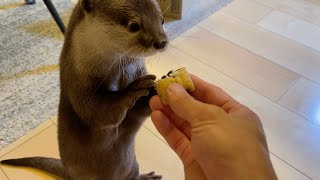 カワウソさくら カワウソにうなぎあげてみた I tried to give an eel to an otter