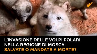 L’invasione delle volpi polari nella regione di Mosca: salvate o mandate a morte?